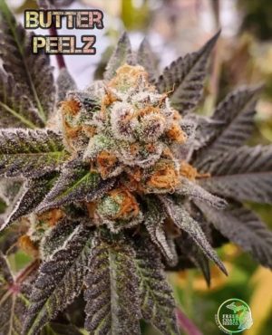 Butter Peelz flowering cannabis, as labeled by the cited photo source
