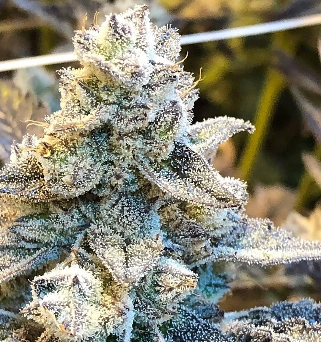 Gorilla Butter F2 flowering cannabis, as labeled by the cited photo source