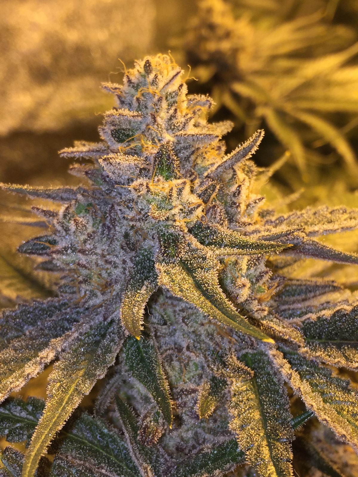 Secret Cheese flowering cannabis, as labeled by the cited photo source