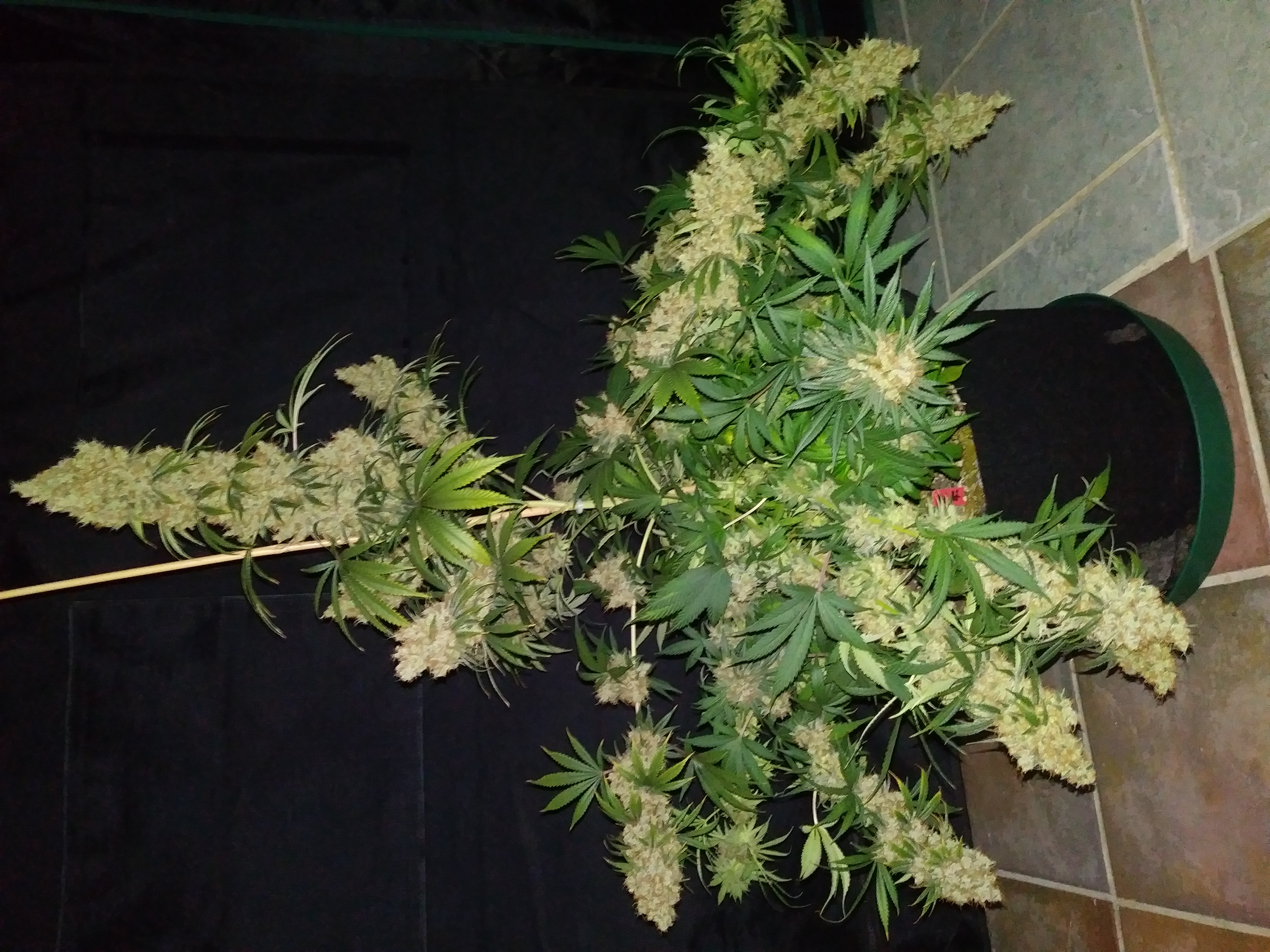 Night Hound archive 0