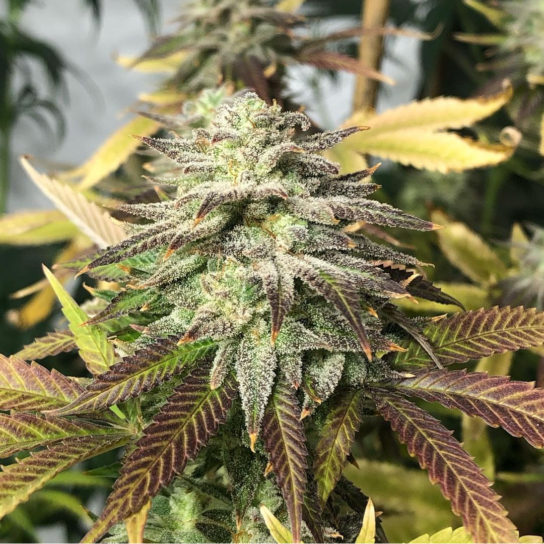 Jersey Juice archive 0