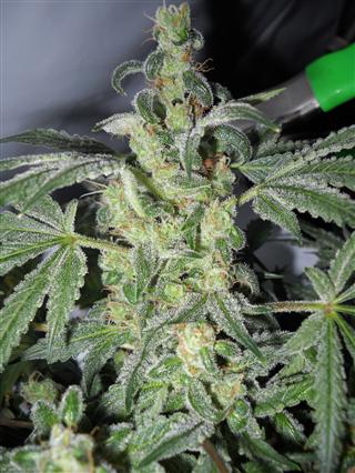 Lemon Thai: strain page photo, credit seedfinder.eu, copyright status shown with credit copyright unverified
