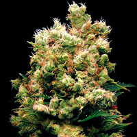 Royal Kush: strain page photo, credit seedfinder.eu, copyright status shown with credit copyright unverified
