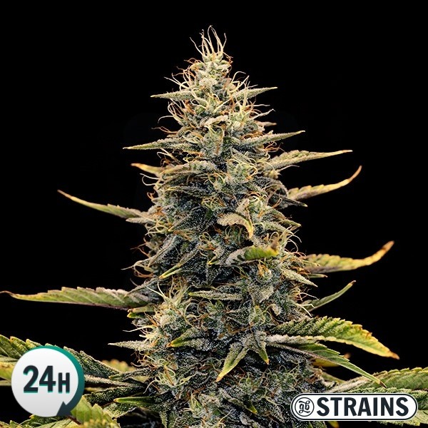 Auto Strawberry Banana XXL (GB Strains) :: Cannabis Strain Info ::  SeedFinder.eu
