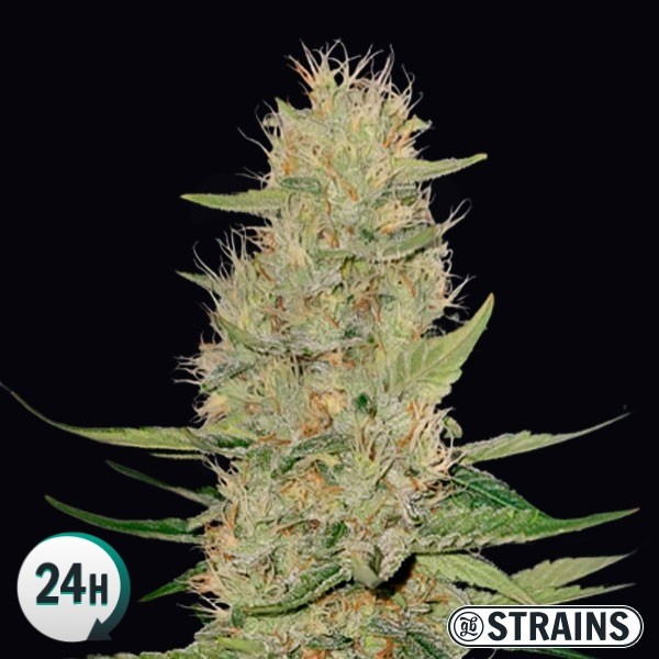 Auto Unicorn Poop archive 0