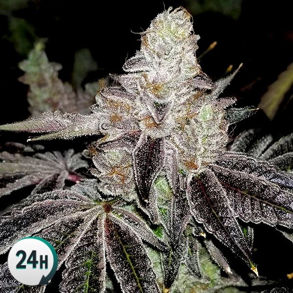 Auto Wedding Cake archive 0