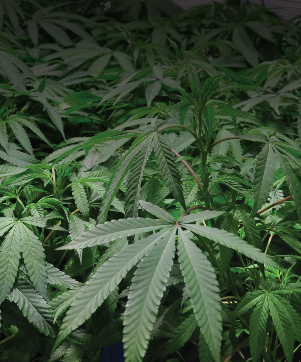 Original Glue (GG Genetics) :: Cannabis Strain Info :: SeedFinder.eu