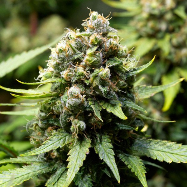 OG Kush (Ganja Farmer) :: Cannabis Strain Info :: SeedFinder.eu