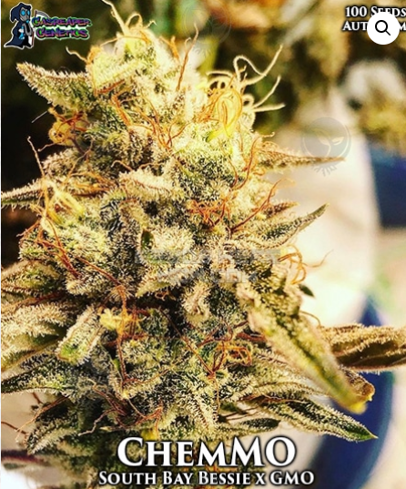 ChemMo flowering cannabis, as labeled by the cited photo source