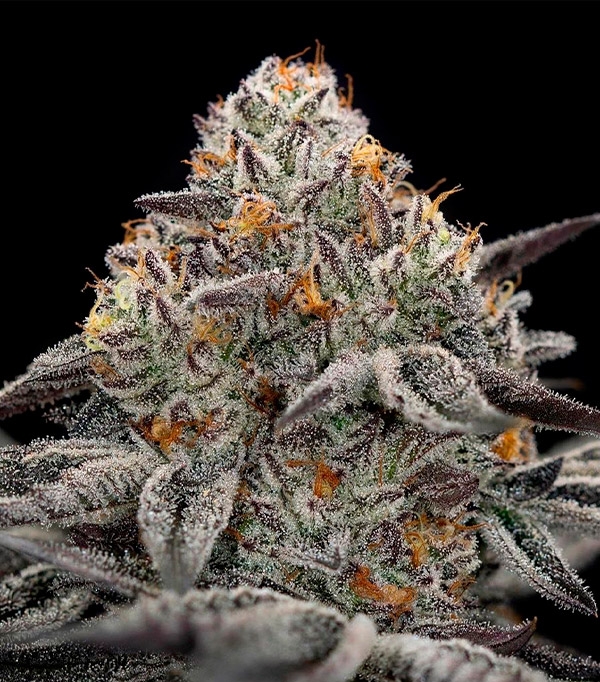 Oreoz: strain page photo, credit seedfinder.eu, copyright status shown with credit copyright unverified
