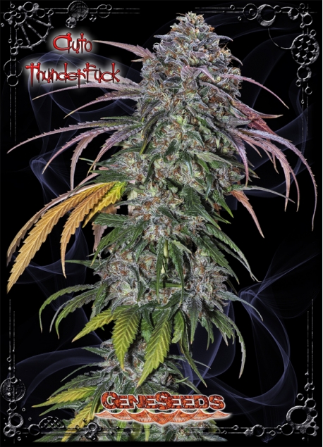 Auto Thunderfuck