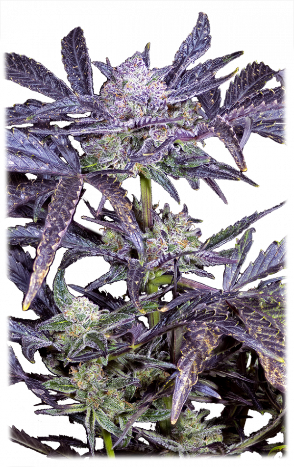 Dark Lollipop Auto