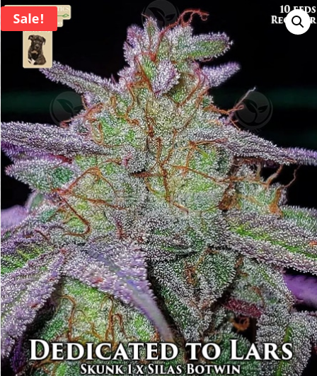 Dedicated To Lars archive 0