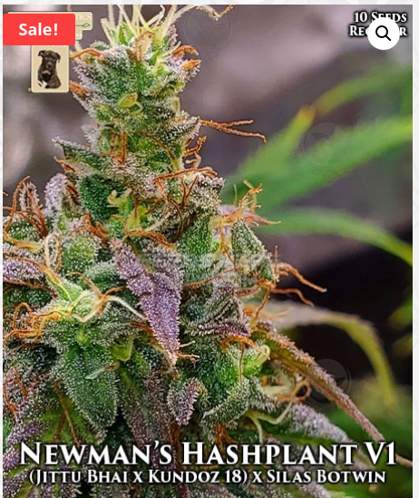 Newman’s Hashplant V1 archive 0