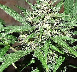 Auto Great White Shark archive 0