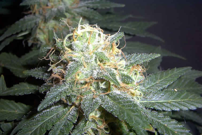 Sweet Tooth: strain page photo, credit seedfinder.eu, copyright status shown with credit copyright unverified