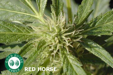 Red Horse
