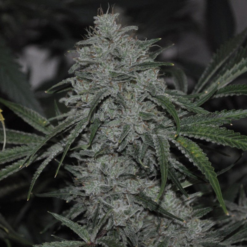 East Coast Aliendawg archive 0