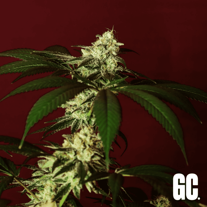 Kosher Kush: strain page photo, credit seedfinder.eu, copyright status shown with credit copyright unverified