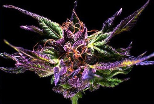 Grand Daddy Purp (Grand Daddy Purp) :: Cannabis Strain Info