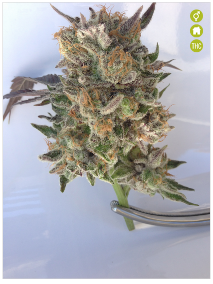 Phantom Cookies: strain page photo, credit seedfinder.eu, copyright status shown with credit copyright unverified