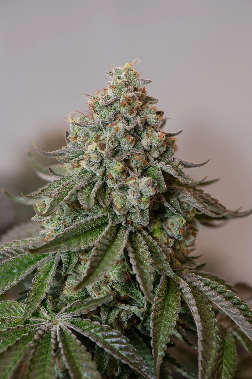 Headband / Kosher D.OG archive 0