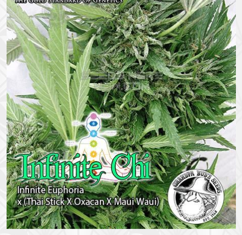 Infinite Chi archive 0