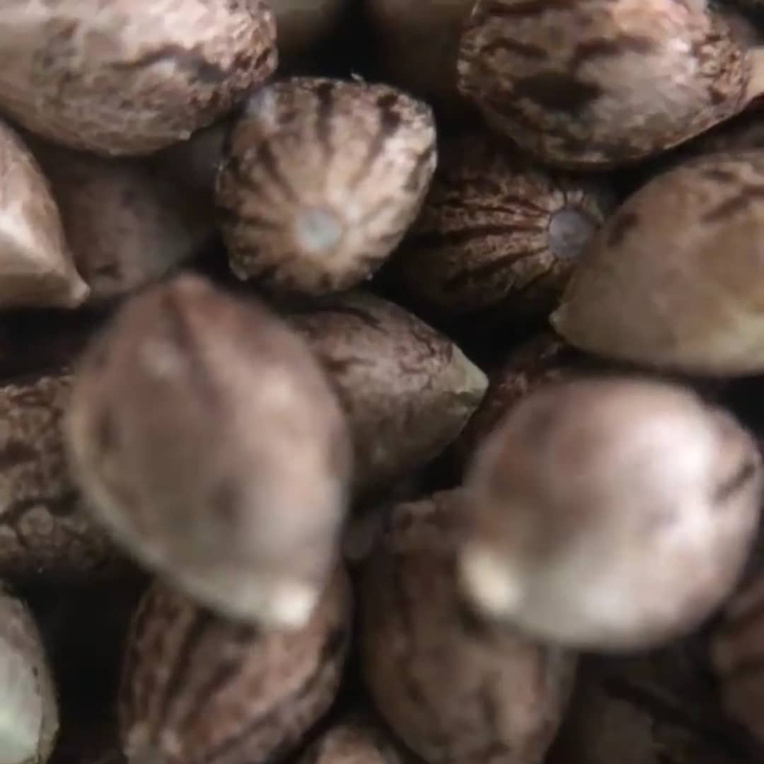 Death Note archive 0