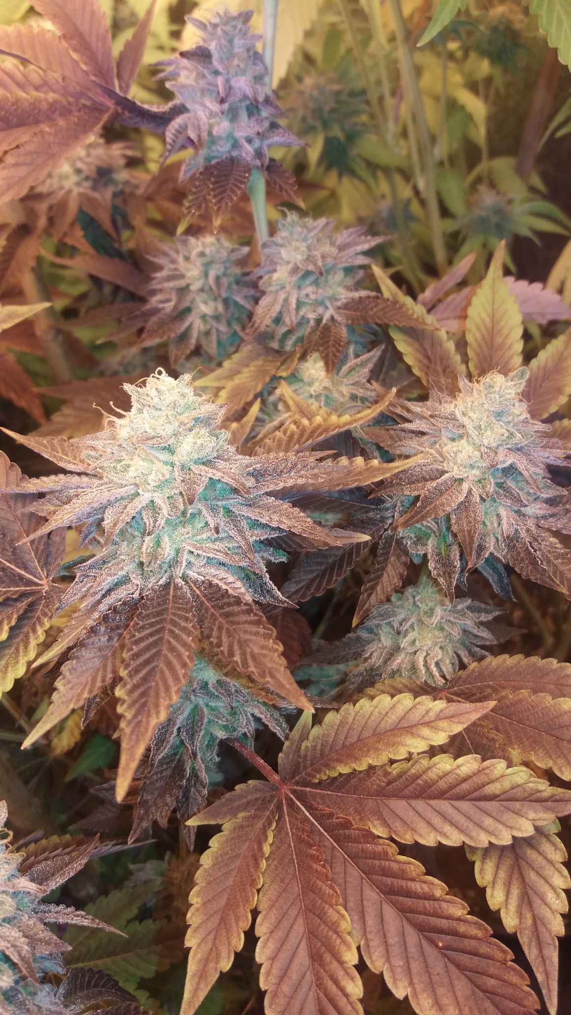 Magnum Breath archive 0