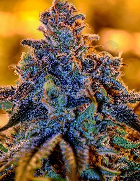 Rainbow Flame archive 0