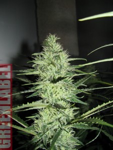 Ace Silver Haze archive 0