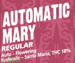 Automatic Mary archive 0