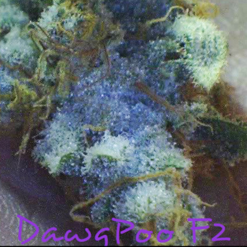 Dawg Poo F2 archive 0