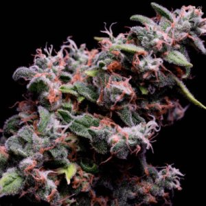 Haze Kush S1