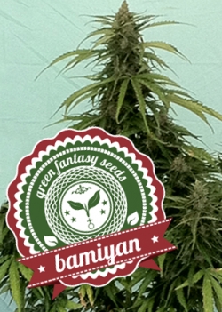 Auto Bamiyan archive 0