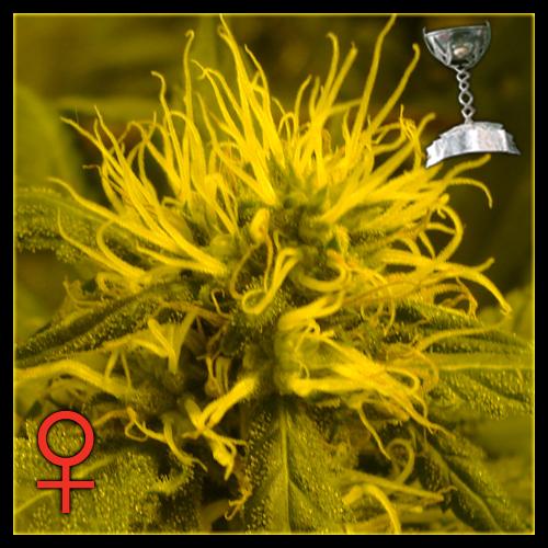 Cheese: strain page photo, credit seedfinder.eu, copyright status shown with credit copyright unverified