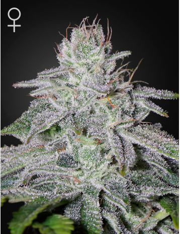 Francos Lemon Cheese flowering cannabis, as labeled by the cited photo source