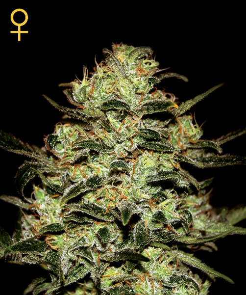 Moby Dick: strain page photo, credit seedfinder.eu, copyright status shown with credit copyright unverified