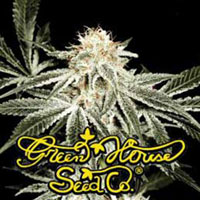 White Widow: strain page photo, credit seedfinder.eu, copyright status shown with credit copyright unverified