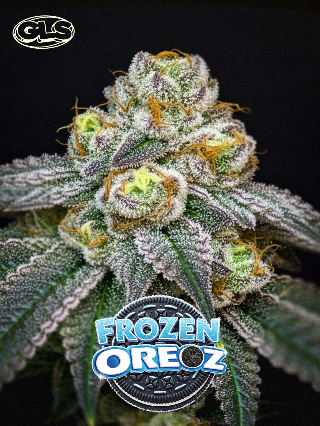 Frozen Oreoz (Green Lion Seeds) :: Cannabis Strain Info