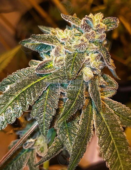 A’ La Mode archive 0