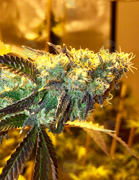 Rainbow Jimmies archive 0