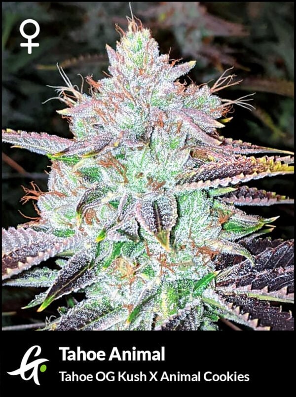 Tahoe Animal archive 0