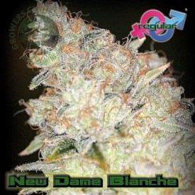 New Dame Blanche