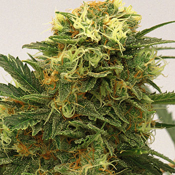 Ice: strain page photo, credit seedfinder.eu, copyright status shown with credit copyright unverified