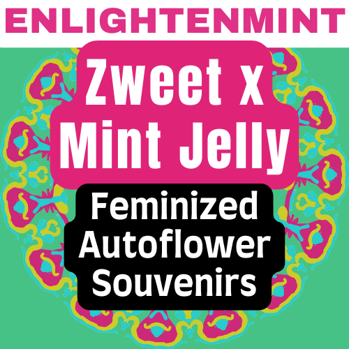 Enlightenmint