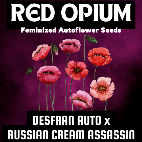 Red Opium