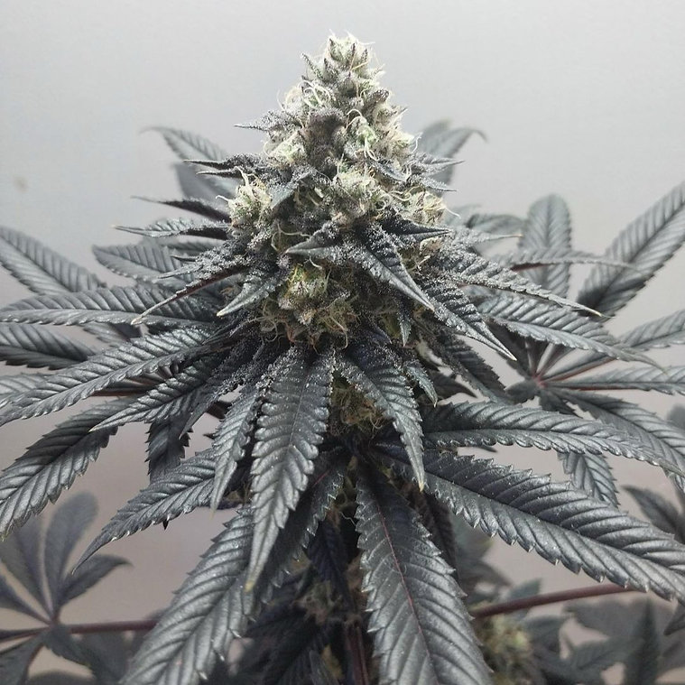 Ajo Blanco archive 0