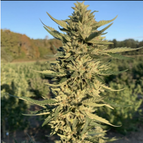 Triple OG: strain page photo, credit seedfinder.eu, copyright status shown with credit copyright unverified