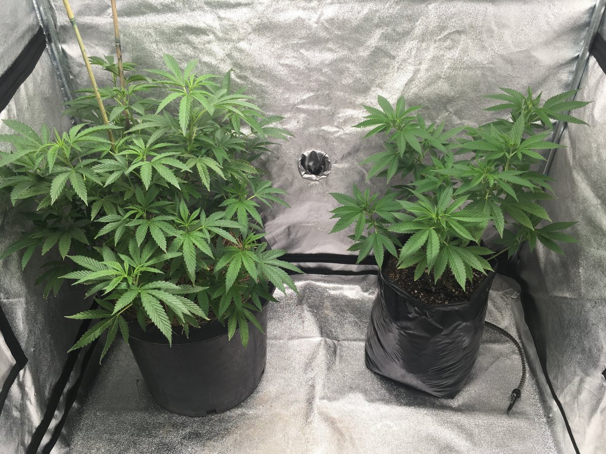 Star Killer: strain page photo, credit seedfinder.eu, copyright status shown with credit copyright unverified